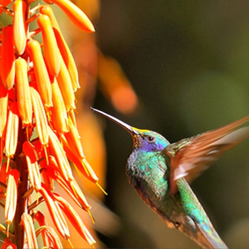 Colibrí de plumaje verde azulado volando junto a flores anaranjadas.